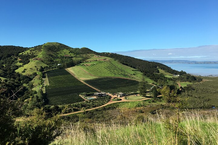 Vineyard on Waiheke Island